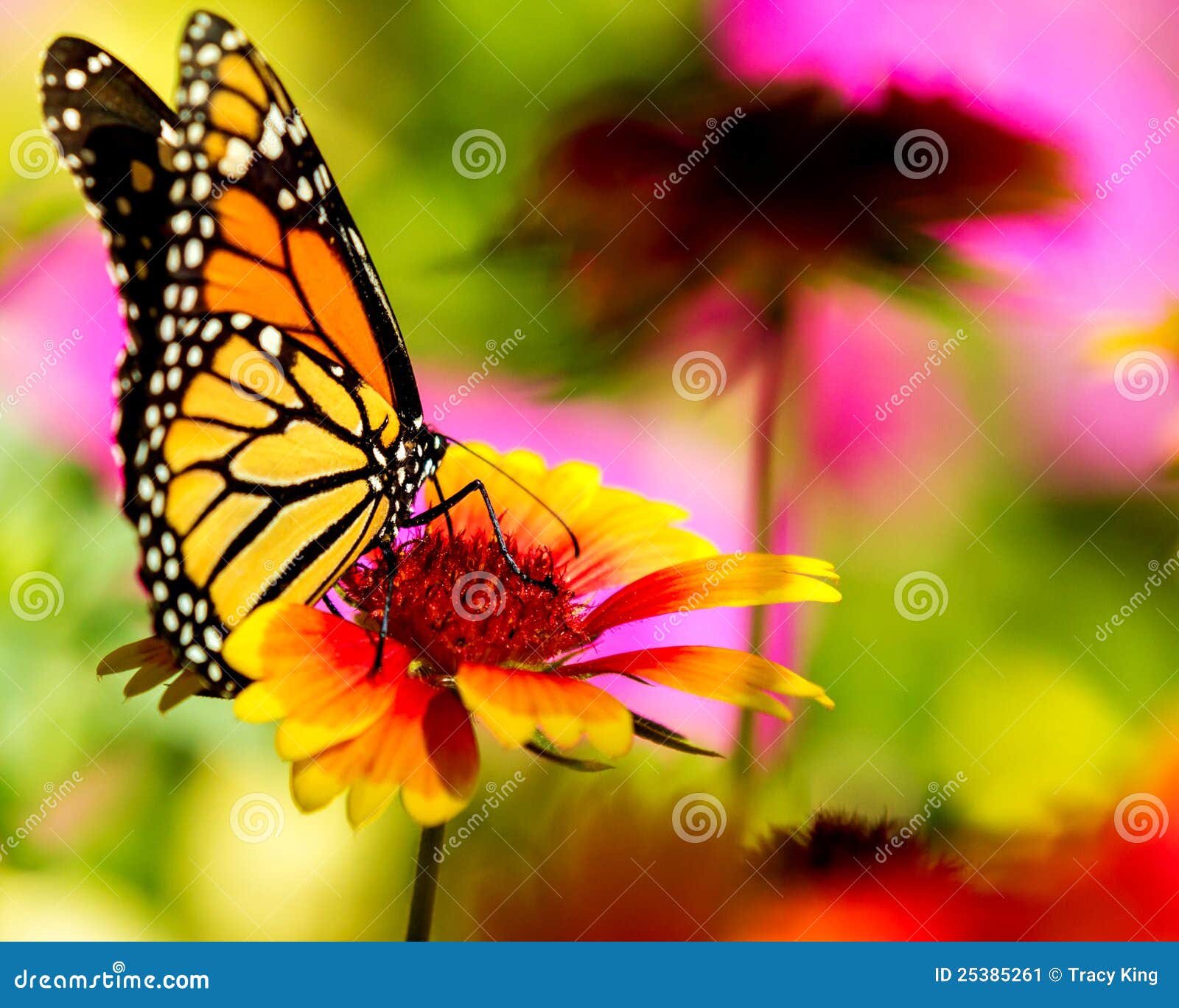 monarch butterfly pretty flower 25385261