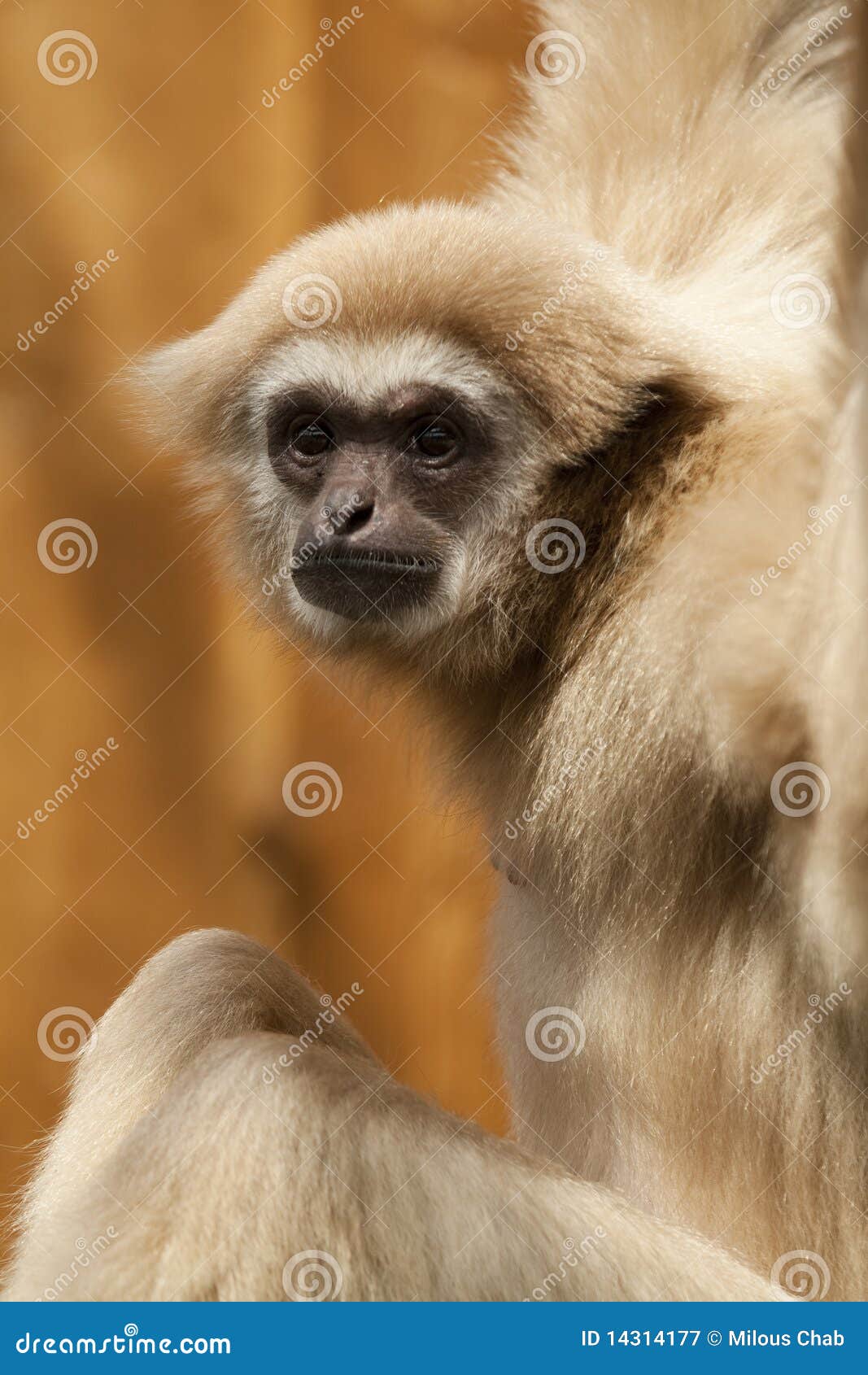 Monkey Gibbon Royalty Free Stock Photography Image 14314177