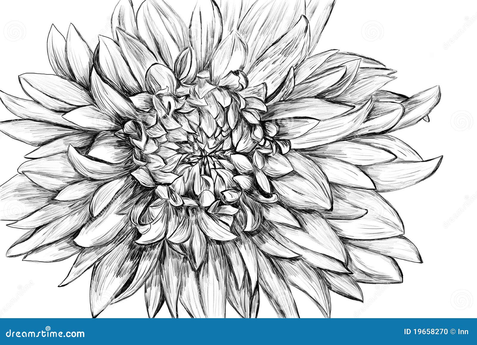 Monochrome Flower Hand Drawn Illustration Stock Photo Image 19658270