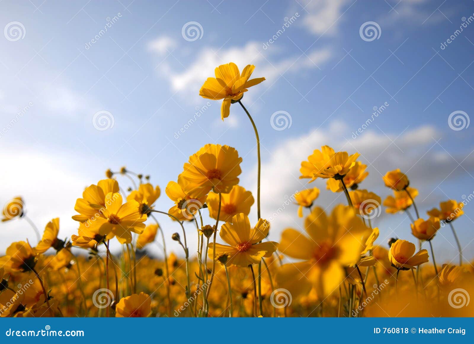 mooie-wilde-bloemen-gele-2-760818.jpg