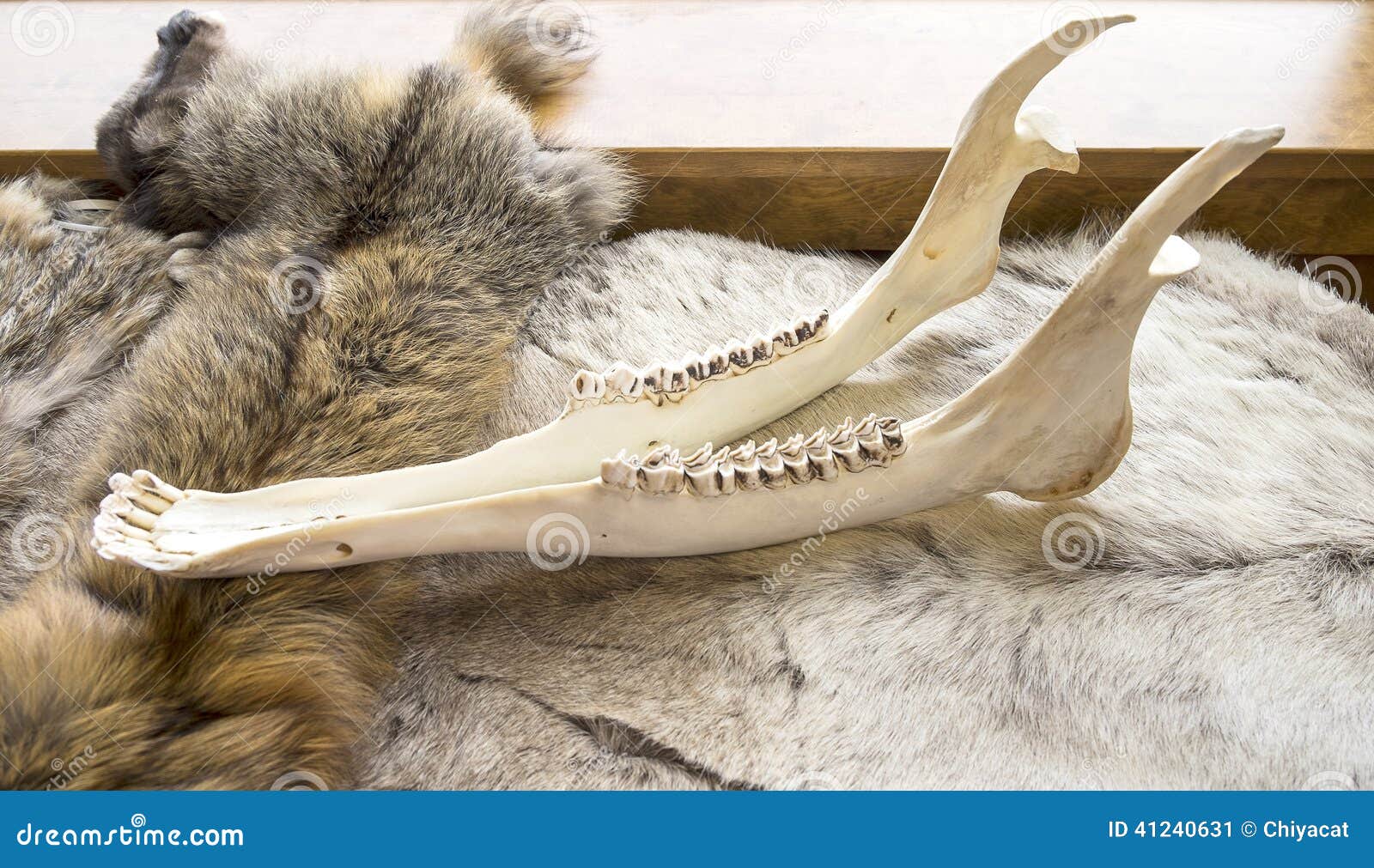 Moose Jaw Bone Stock Photo - Image: 41240631