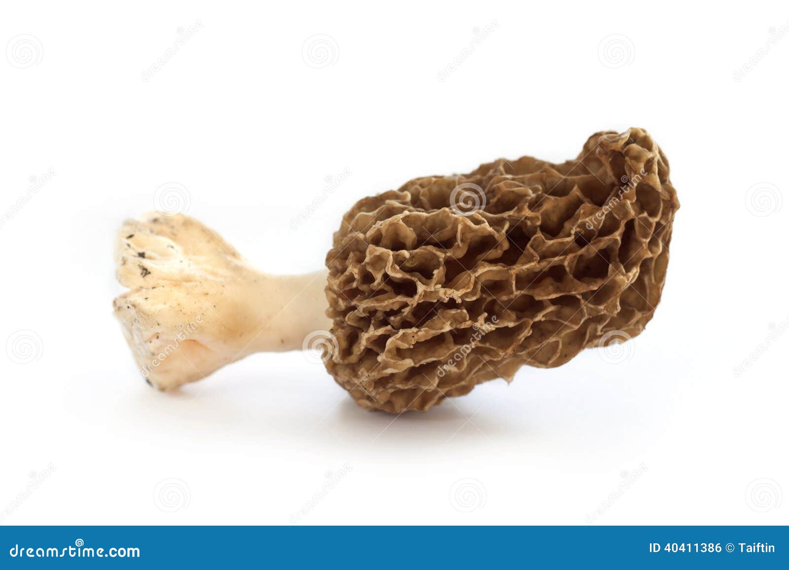 morel mushroom clip art - photo #35