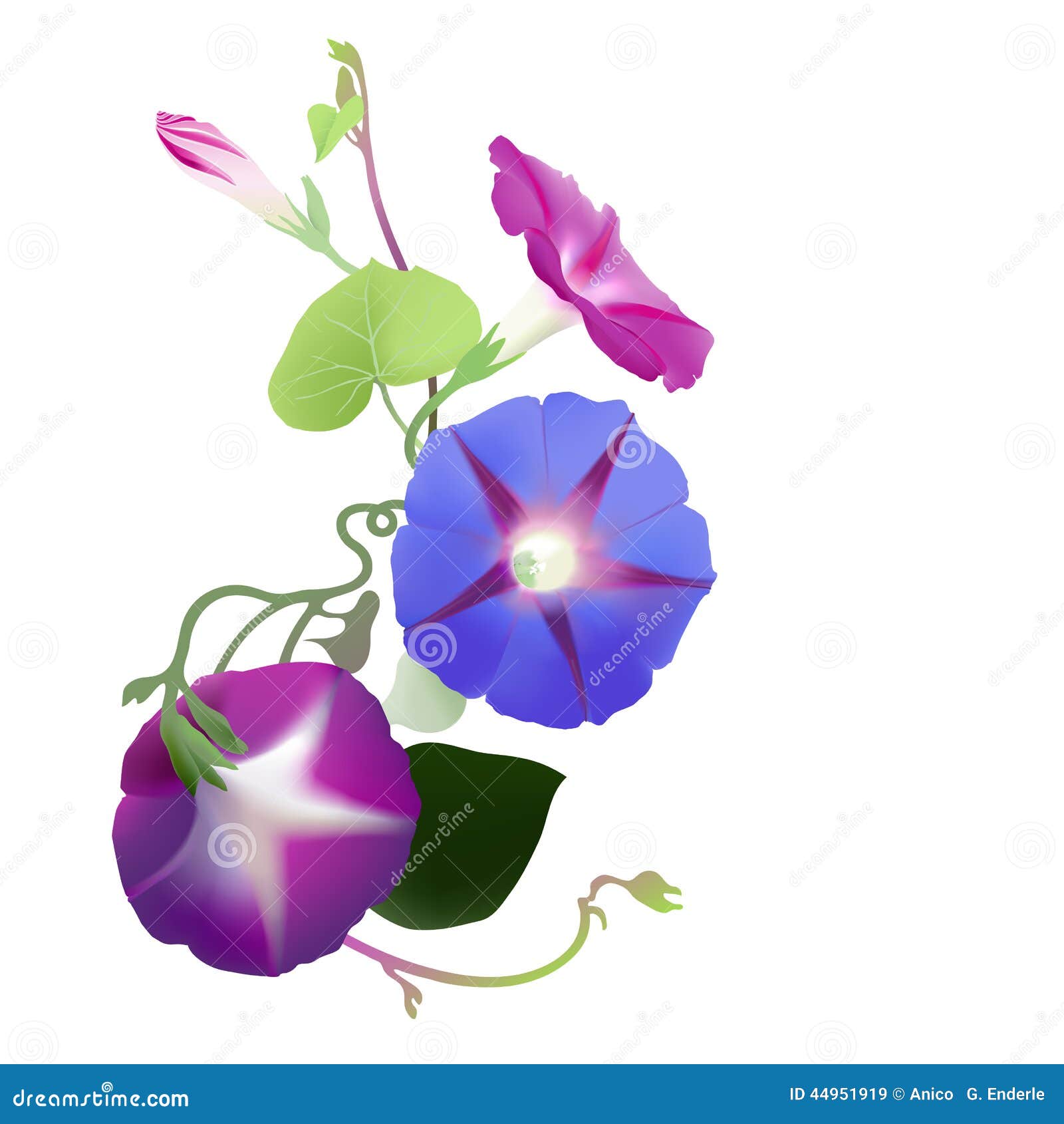 clip art morning glory flower - photo #29