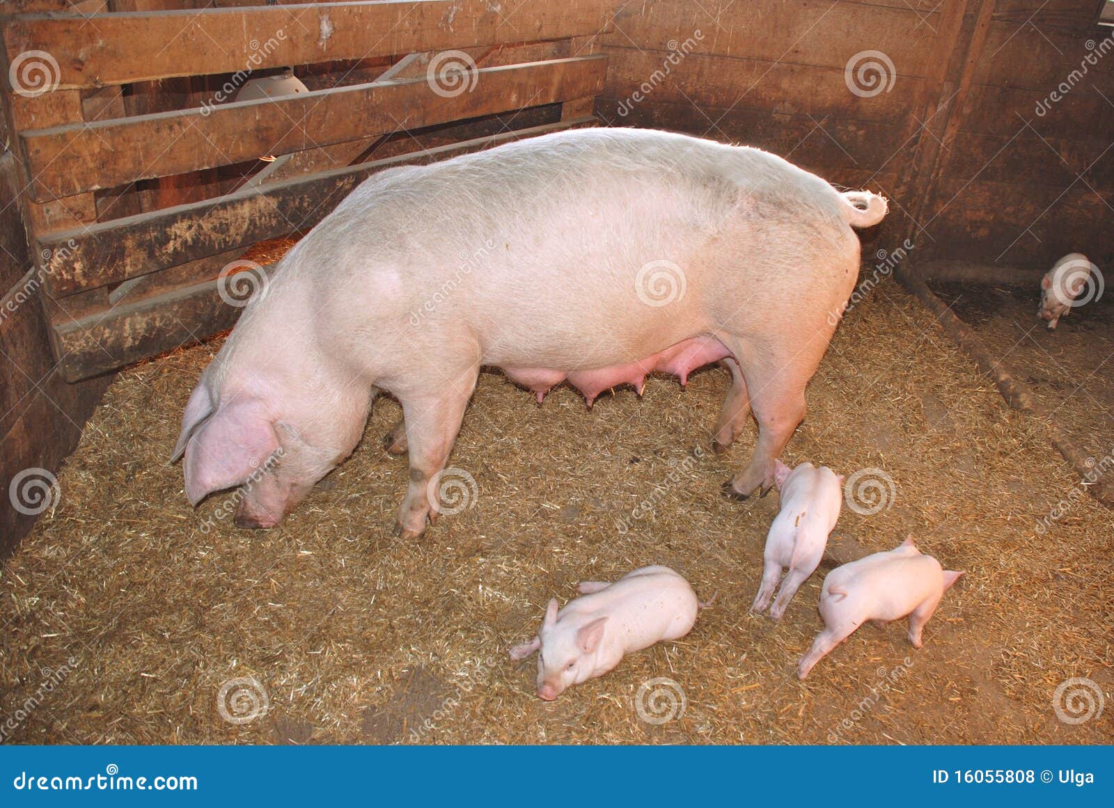 mother pig clipart - photo #43