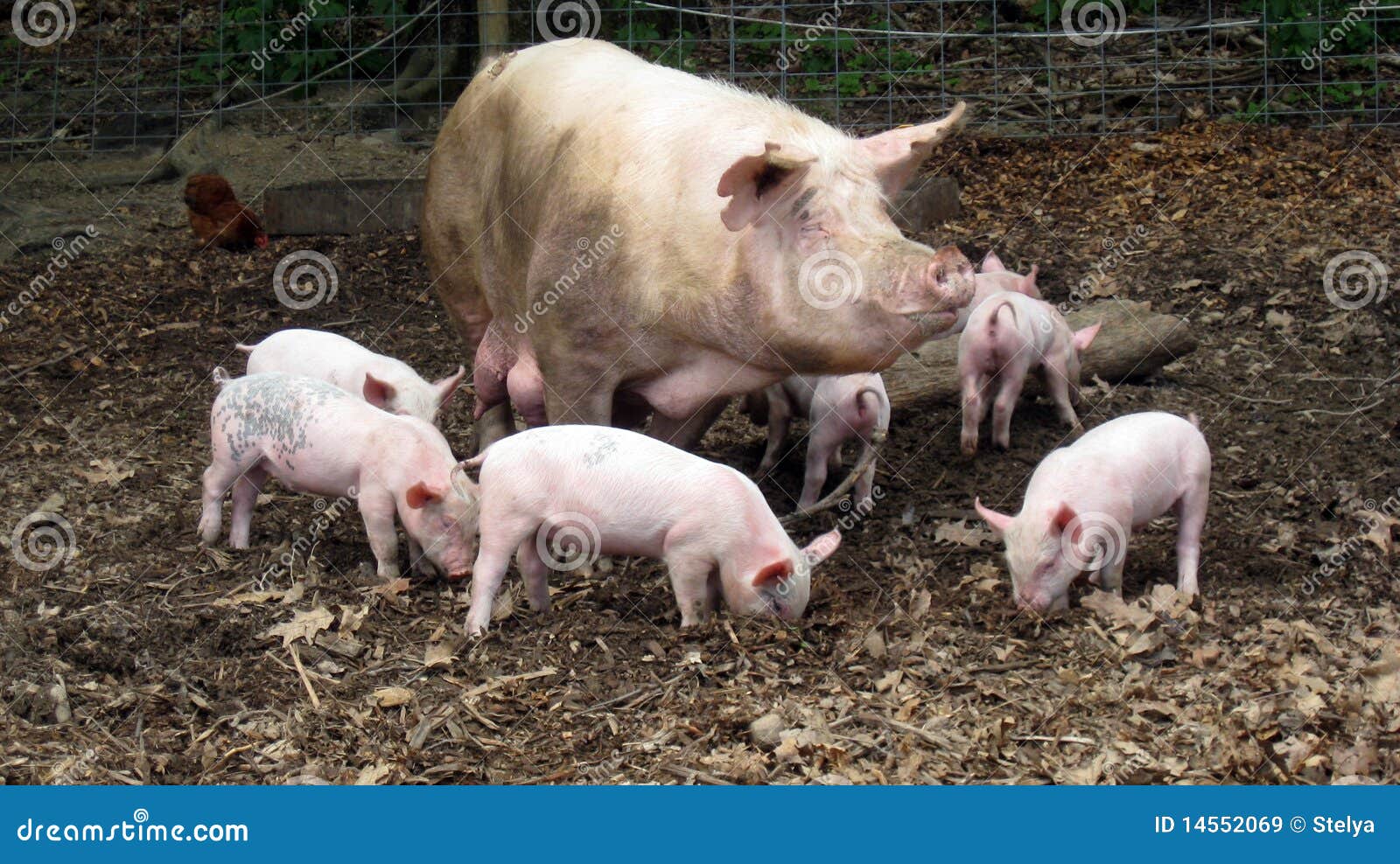 mother pig clipart - photo #40