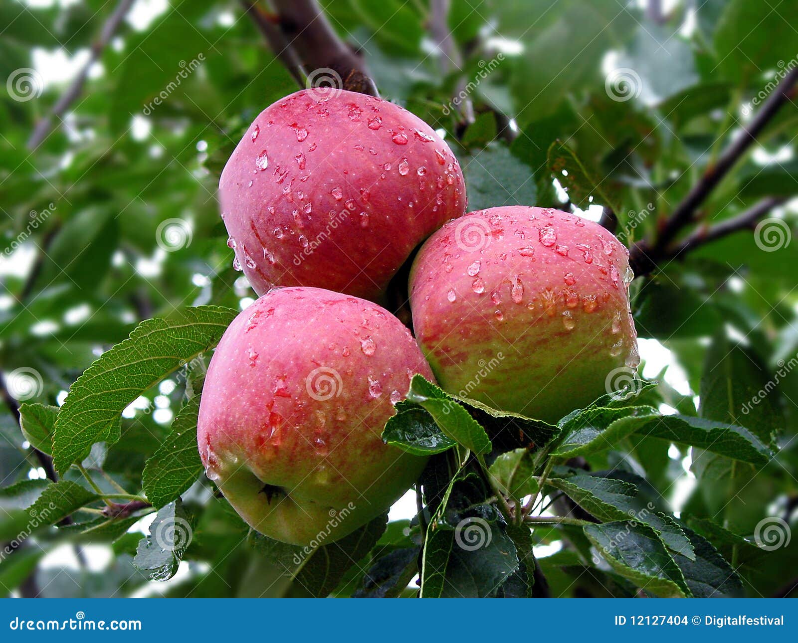 Mountain Dew Fresh Juicy Red Apples, India Stock Images ... Mountain Dew Fresh Juicy Red Apples, India Stock Images ...