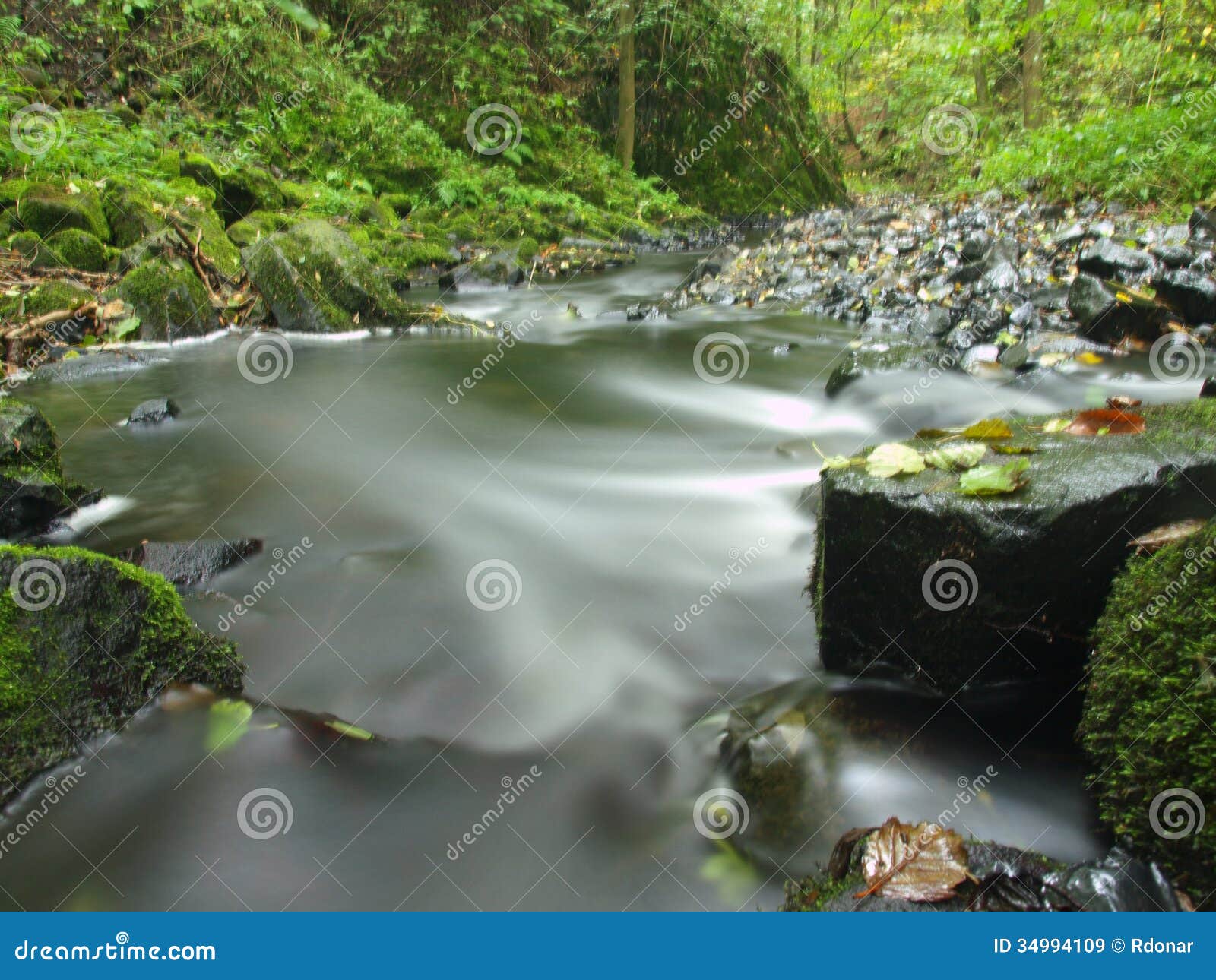 Mountain Stream In Fresh Green Leaves Forest After Rainy Day Royalty