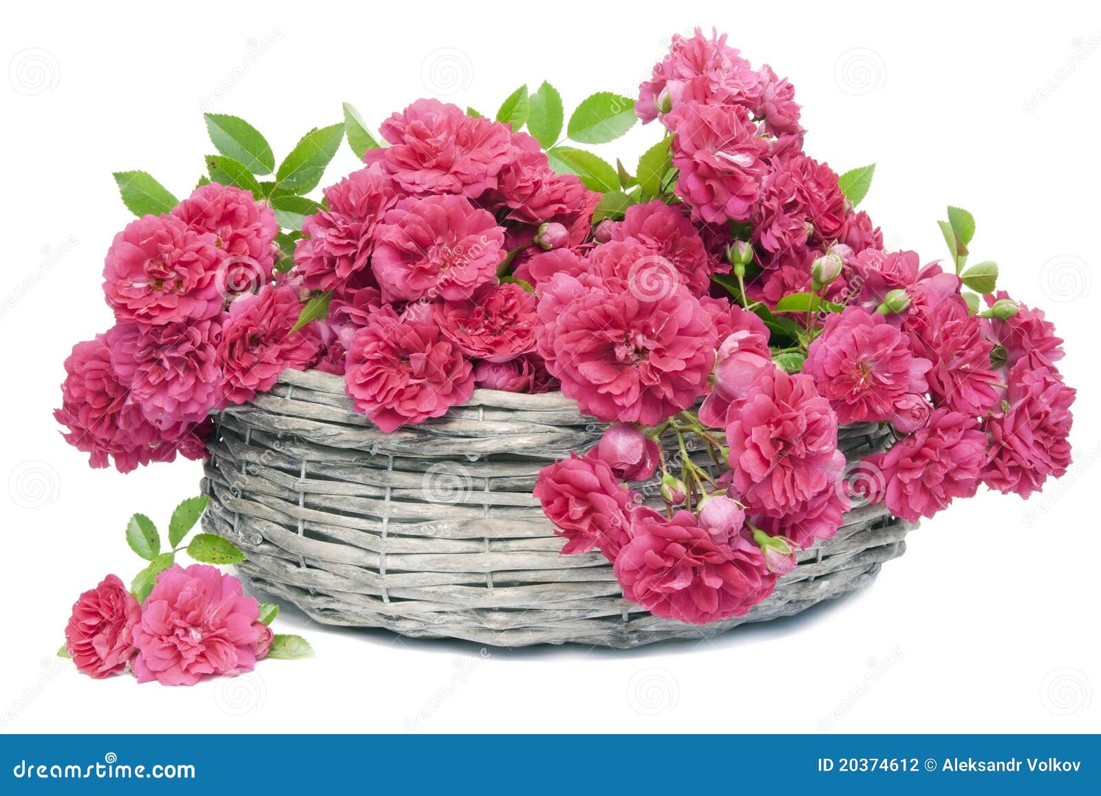 Muitas Rosas Corderosa Na Cesta Fotografia de Stock Imagem Muitas Rosas Corderosa Na Cesta Fotografia de Stock Imagem