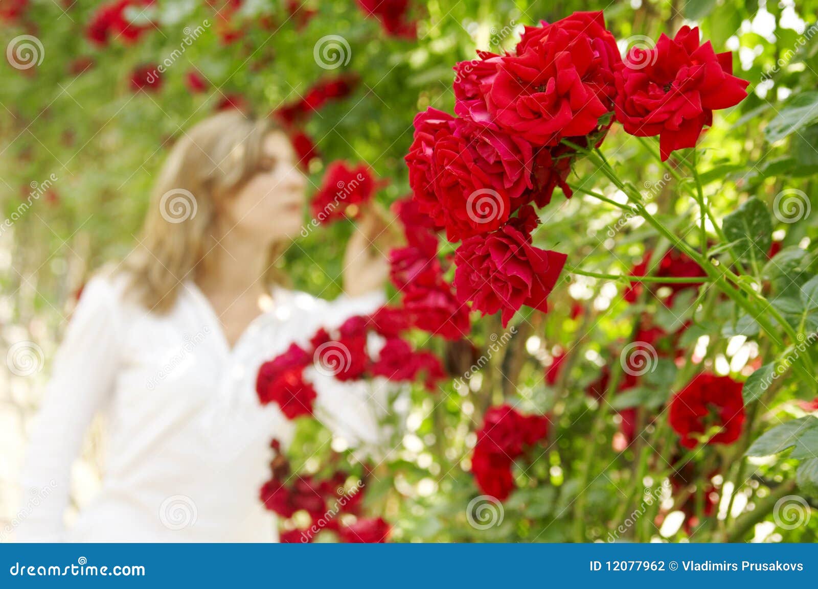Mulher No Jardim Das Rosas Fotografia de Stock Imagem 12077962 Mulher No Jardim Das Rosas Fotografia de Stock Imagem 12077962