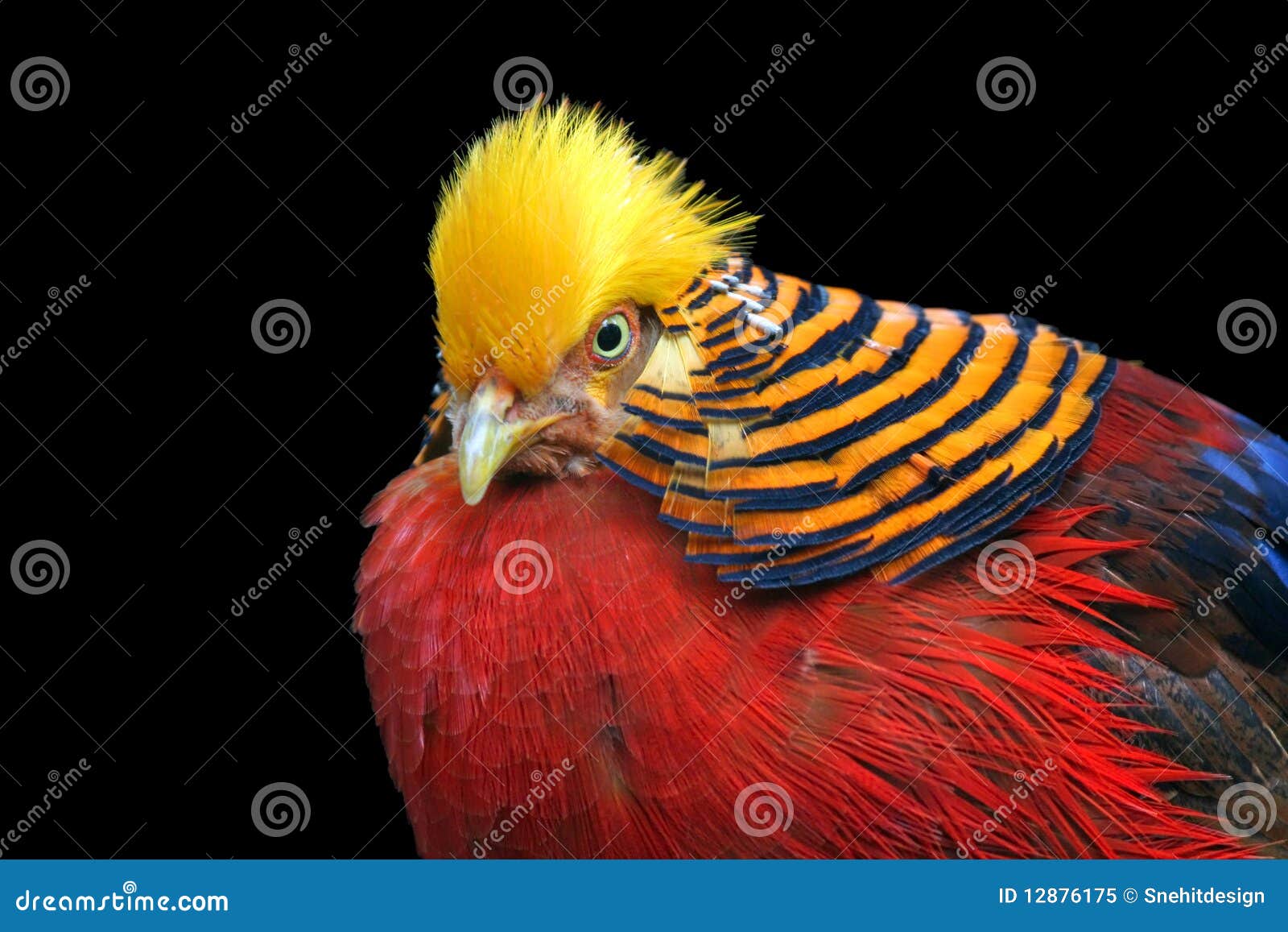 Multi Colored Bird Royalty Free Stock Photo Image 12876175