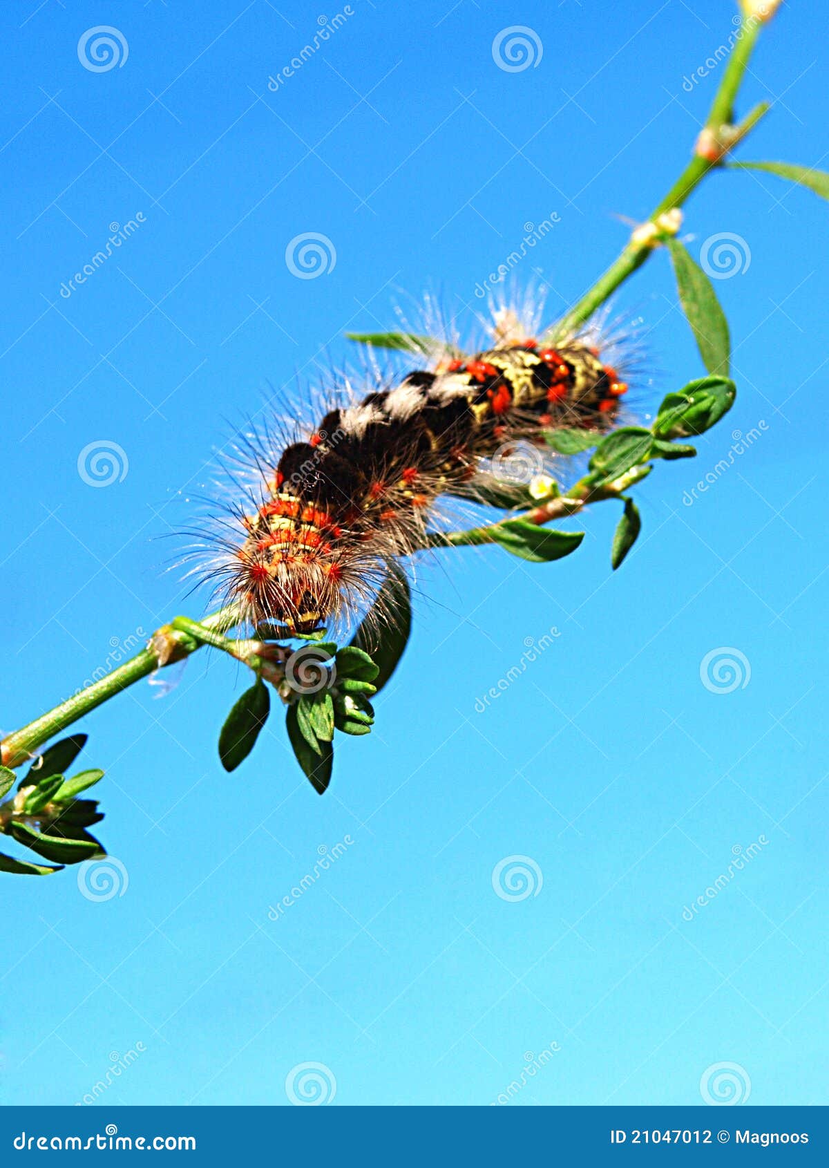 Multicolored Fluffy Caterpillar Stock Photography Image 21047012