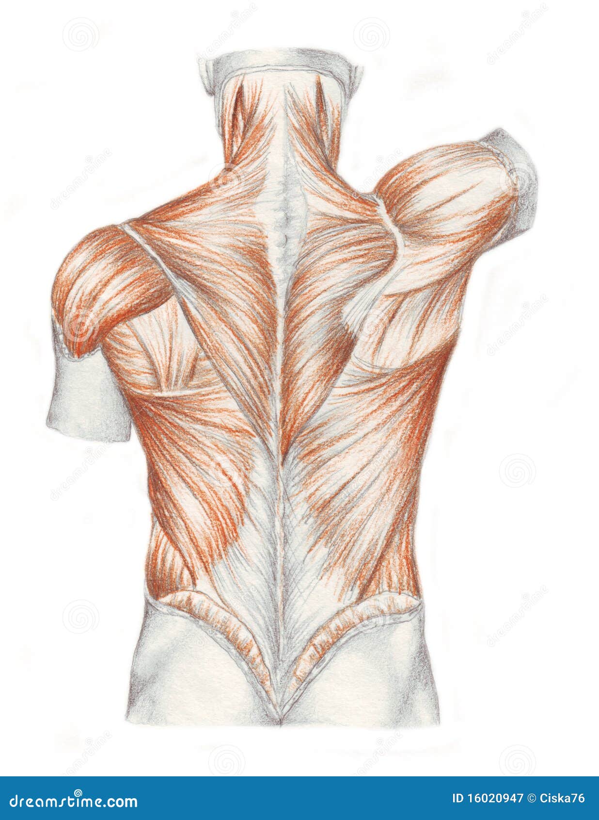 Muscles Of The Back Royalty Free Stock Photography Image 16020947
