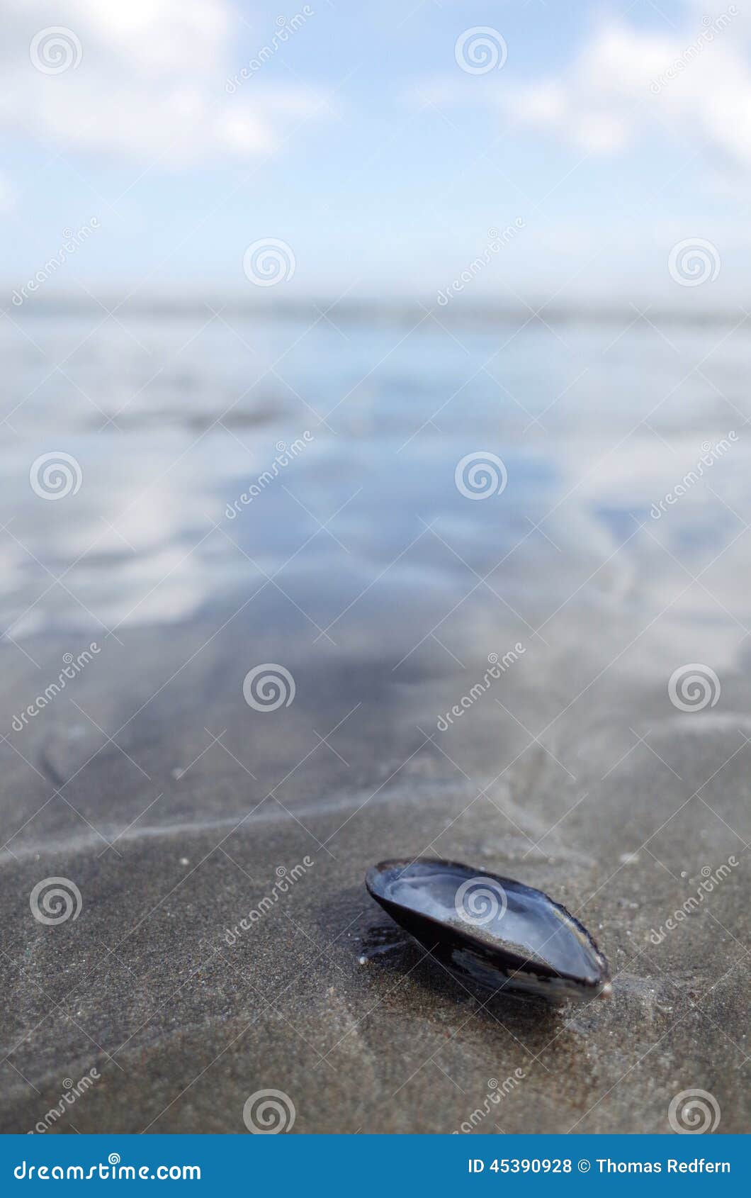 Mussle Shell With On Beach Stock Photo - Image: 45390928