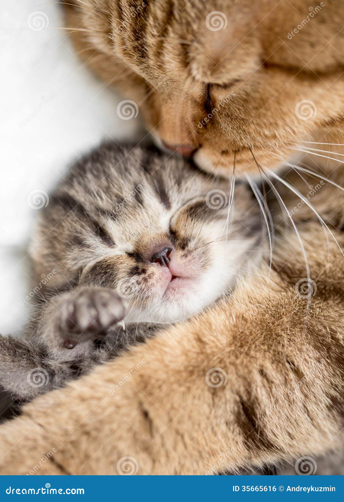 Cat Hugging Teddy Bear Gif Cat Hugging Teddy Bear Gif