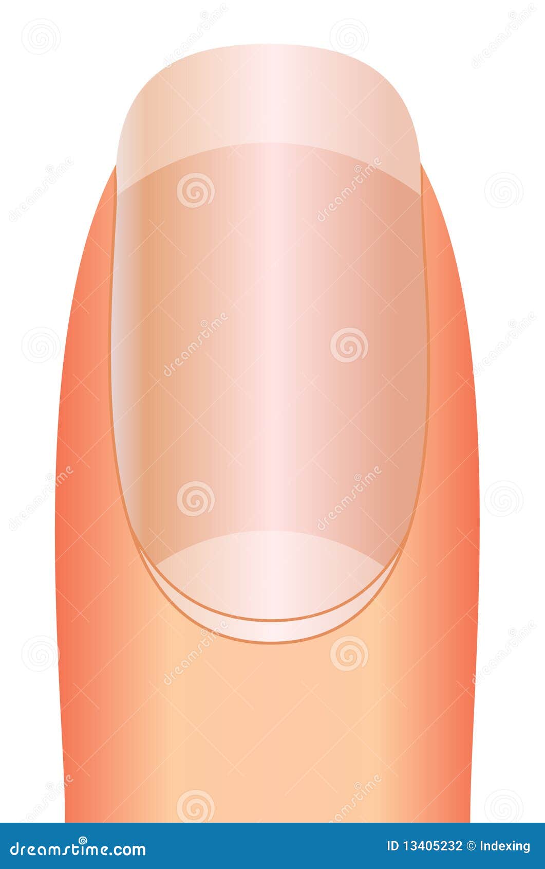 clipart of nails - photo #46