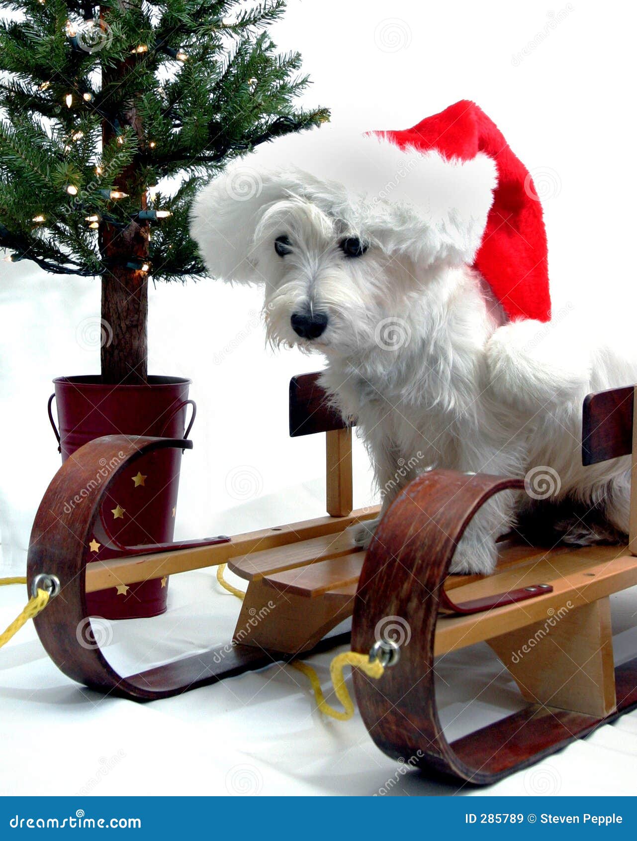 http://thumbs.dreamstime.com/z/natale-westie-285789.jpg