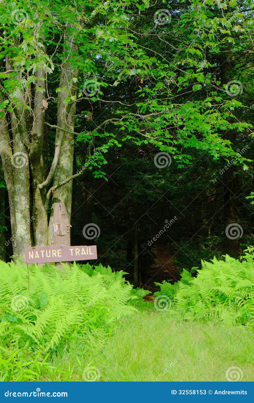 Watch How to Divide Ferns video Watch How to Divide Ferns video