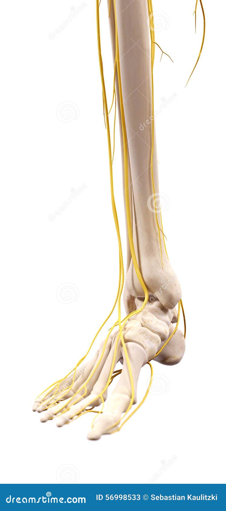 The Nerves Of The Foot Stock Illustration - Image: 56998533