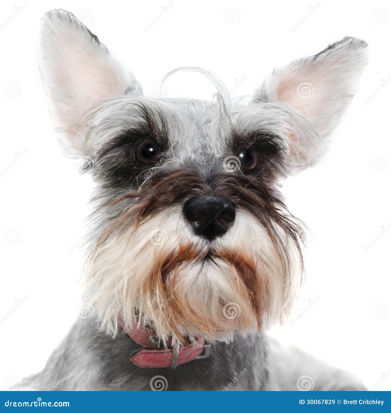 Wachsamer Hund Mit Den Großen Ohren Lizenzfreie Stockbilder Bild