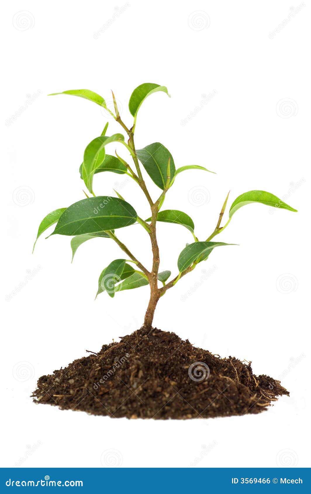 New Plant Life Royalty Free Stock Image - Image: 3569466