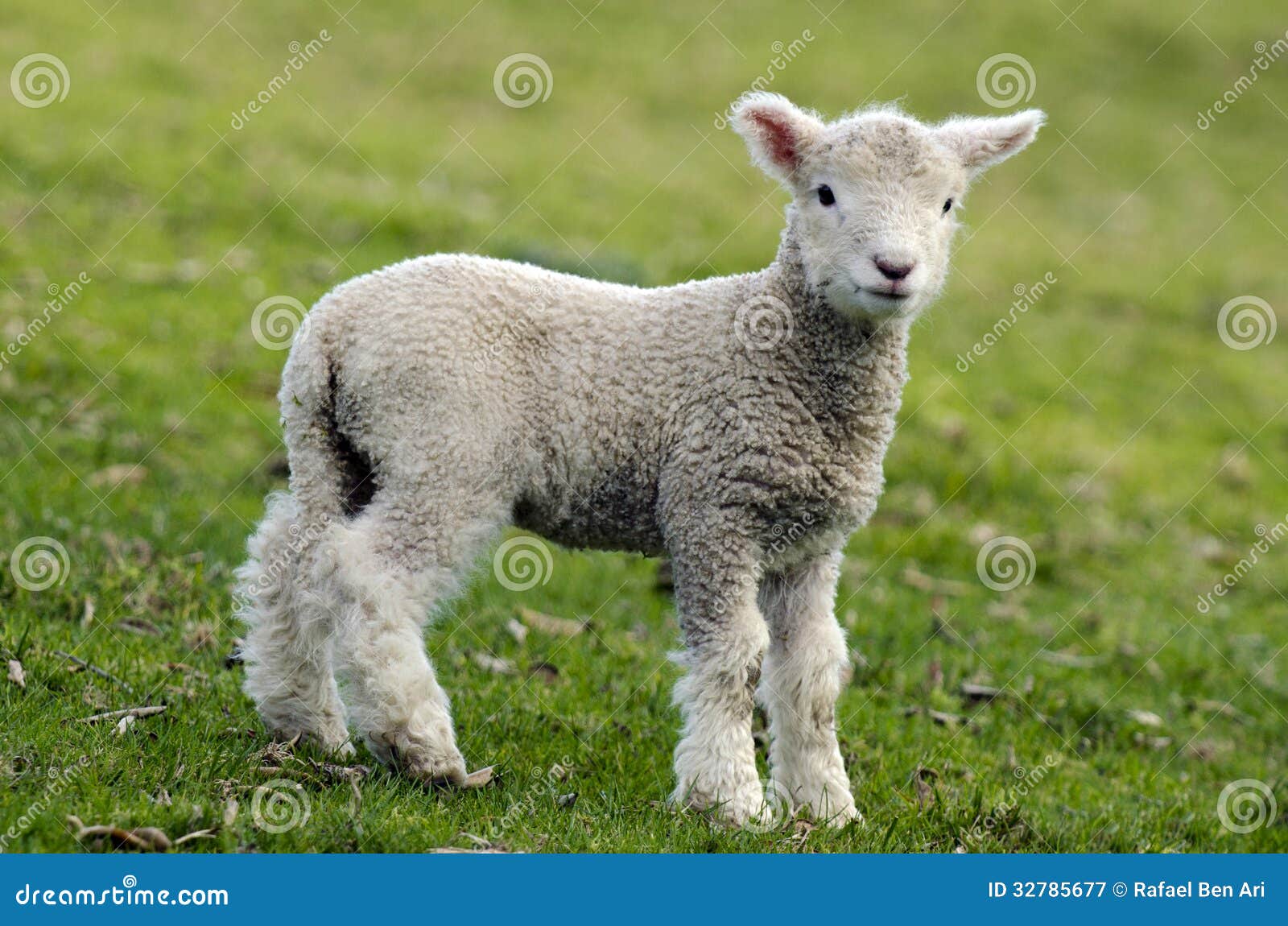 New Zealand Perendale Sheep Royalty Free Stock Photography - Image 