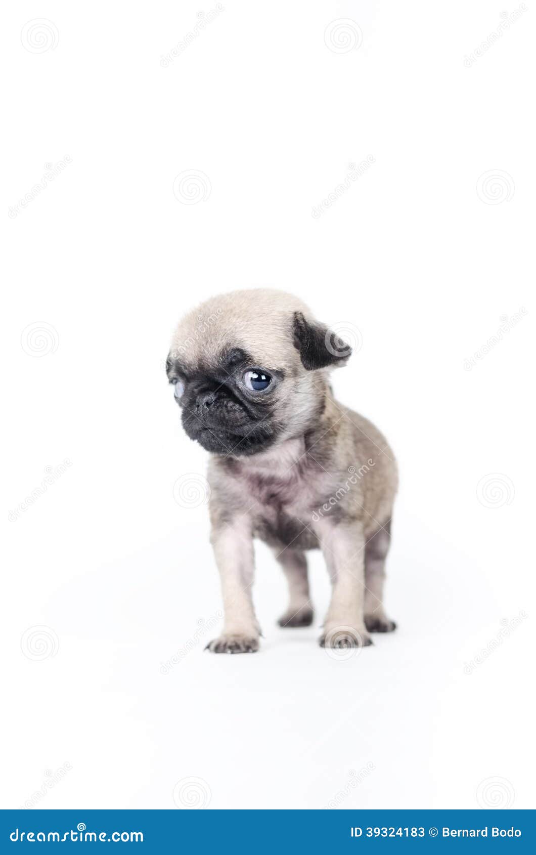 new born pug puppies newborn pug puppy stock photo image 39324183 new born pug puppies newborn pug puppy stock photo image 39324183