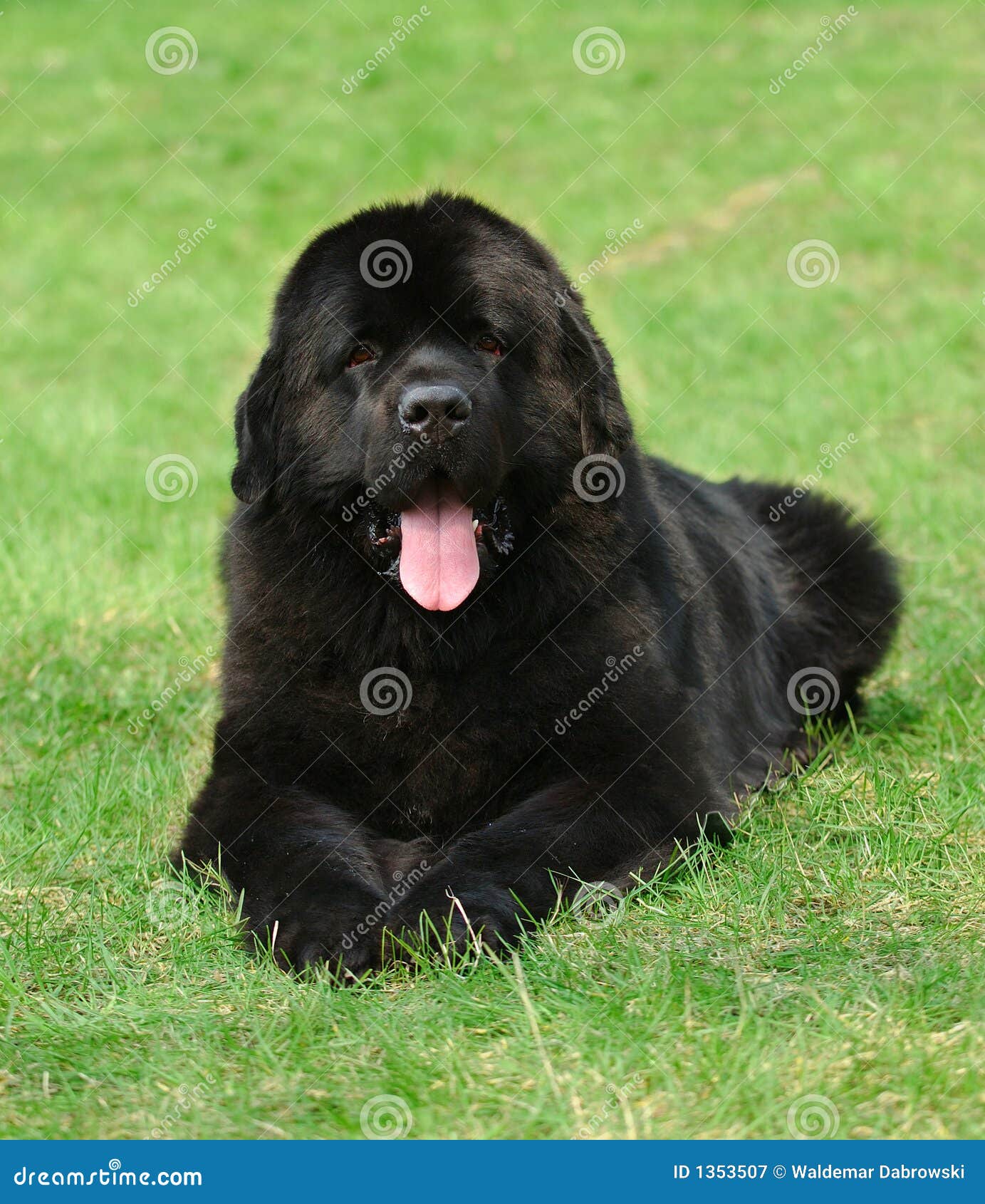 newfoundland dog clip art free - photo #38