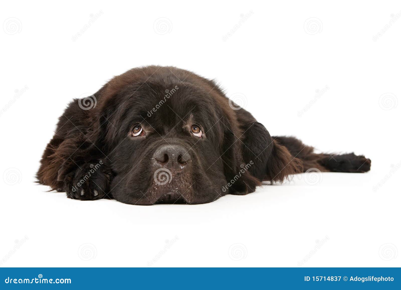 newfoundland dog clip art free - photo #16