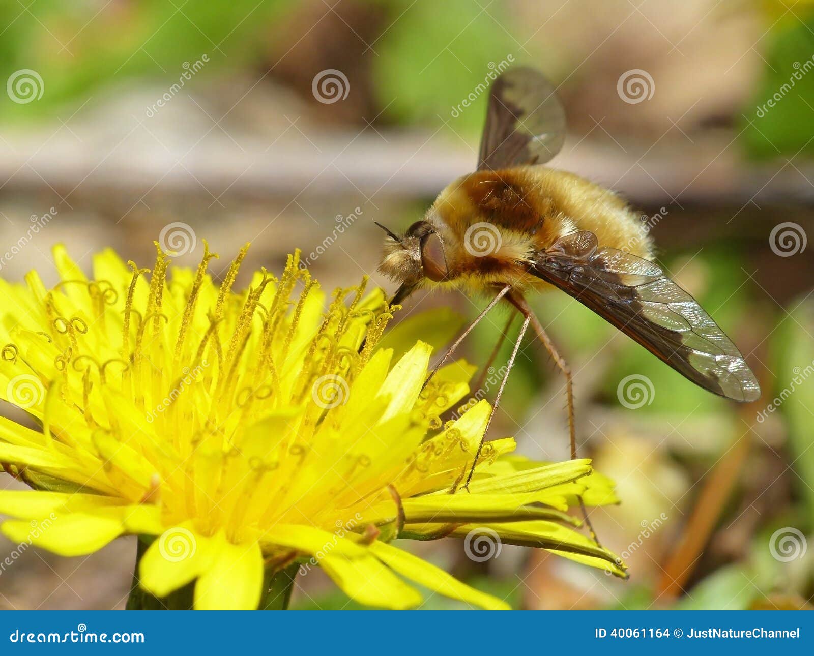 在蒲公英的蜜蜂飞行