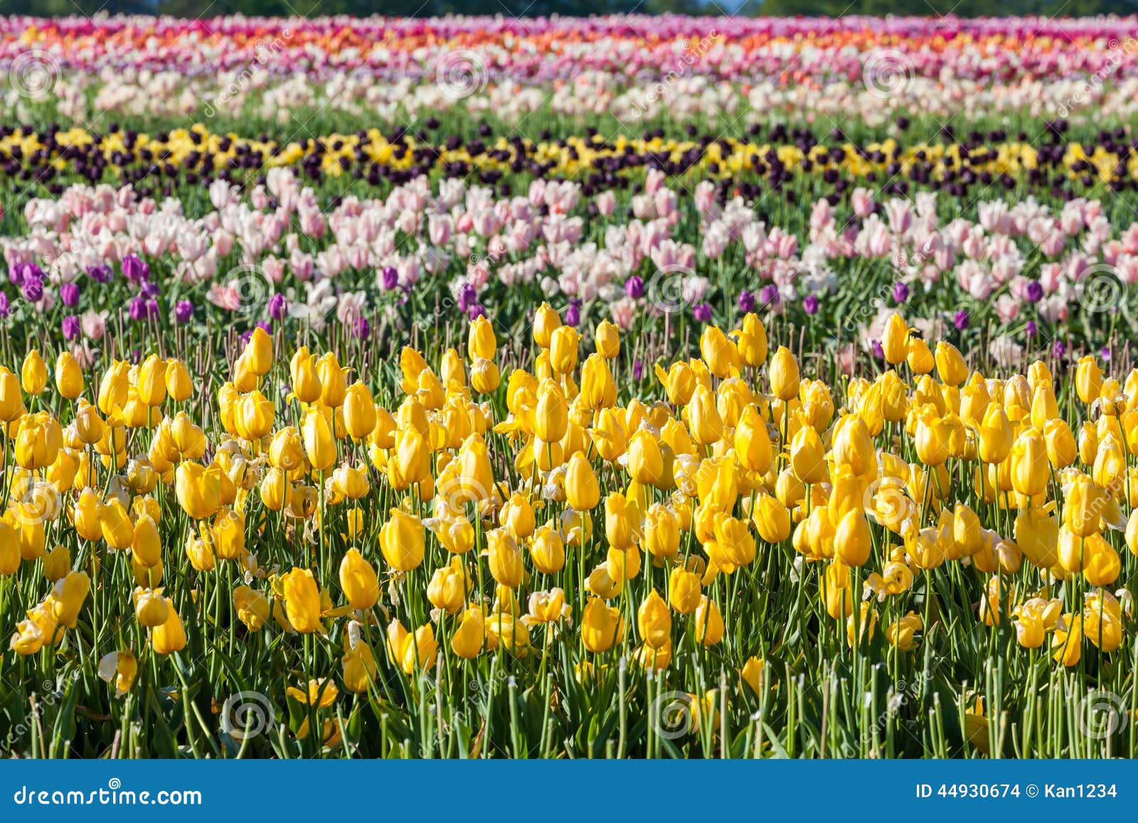 qq农场郁金香怎么获得_qq农场郁金香_qq农场郁金香