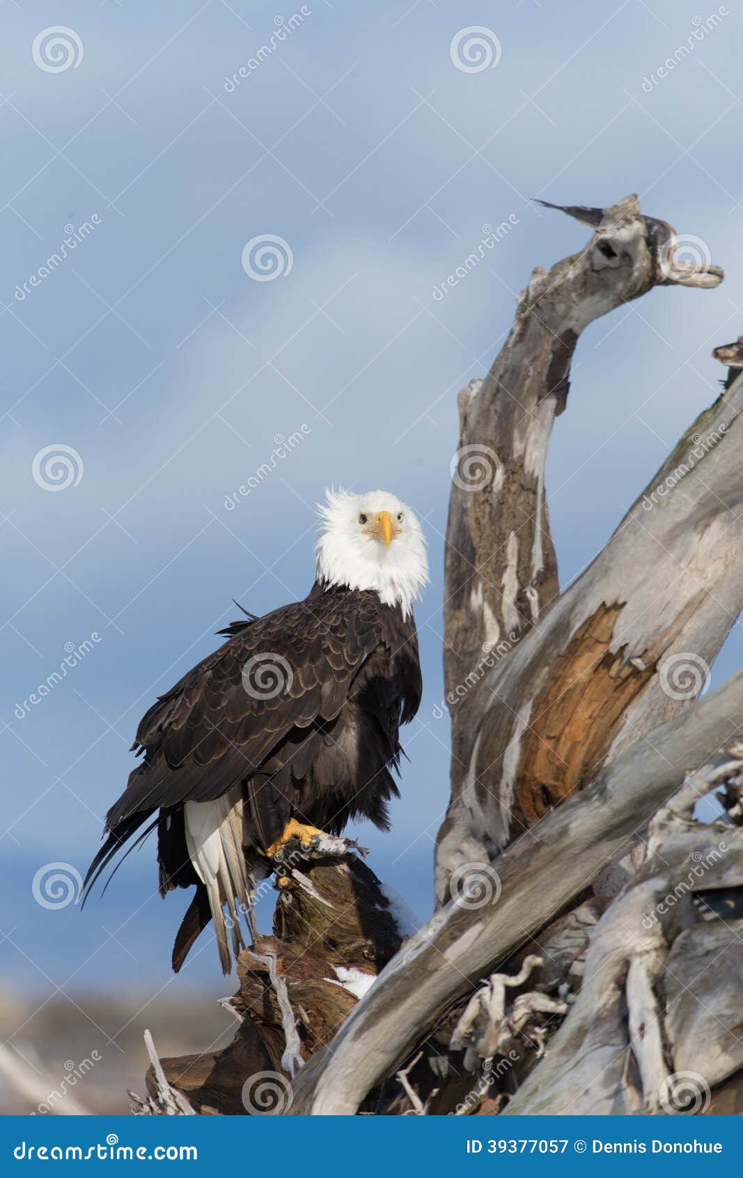 Bald Eagle