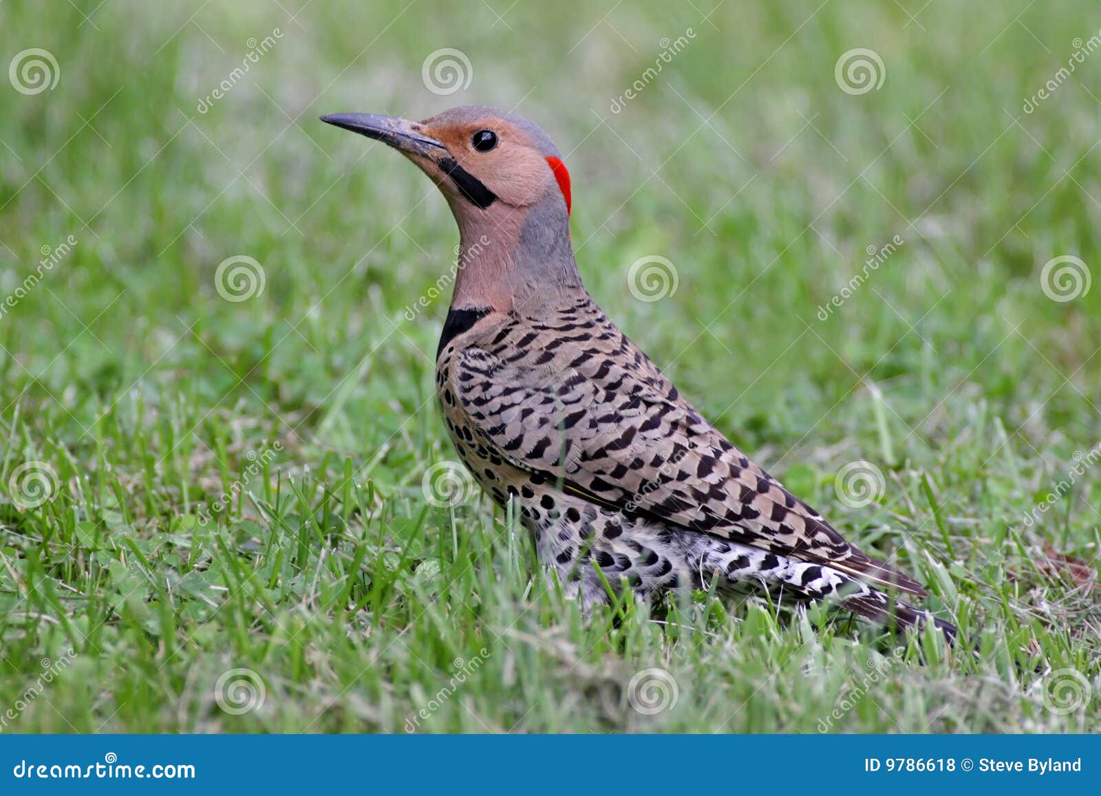 northern flicker colaptes auratus royalty free stock northern flicker colaptes auratus royalty free stock