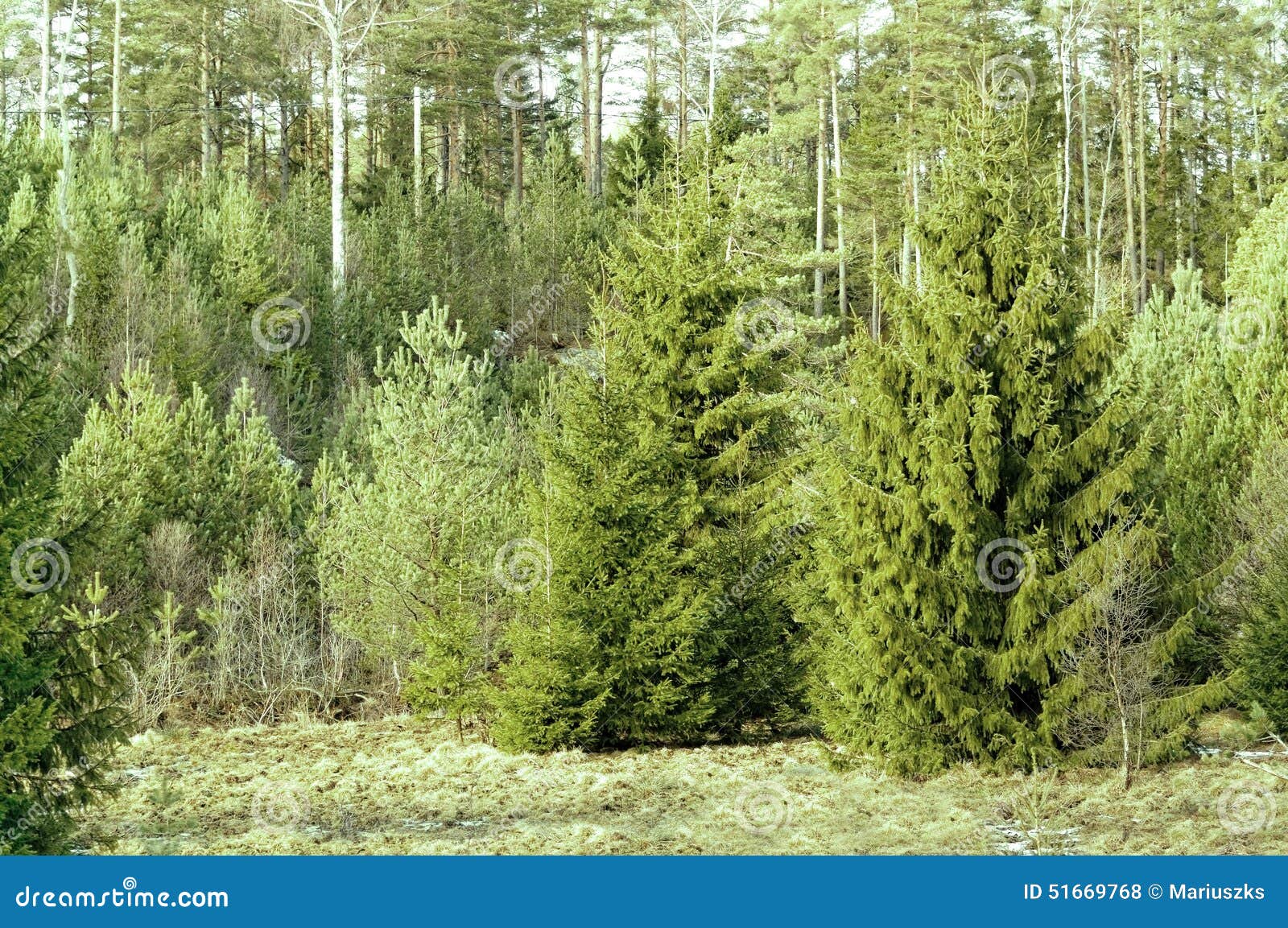 Norway Spruce, Picea Abies Stock Photo - Image: 51669768