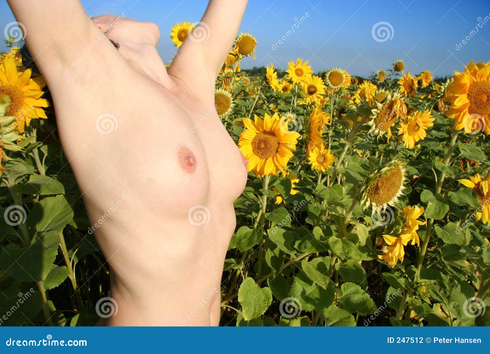 Nude In Sunflower Field Arms Up Stock Photo Image