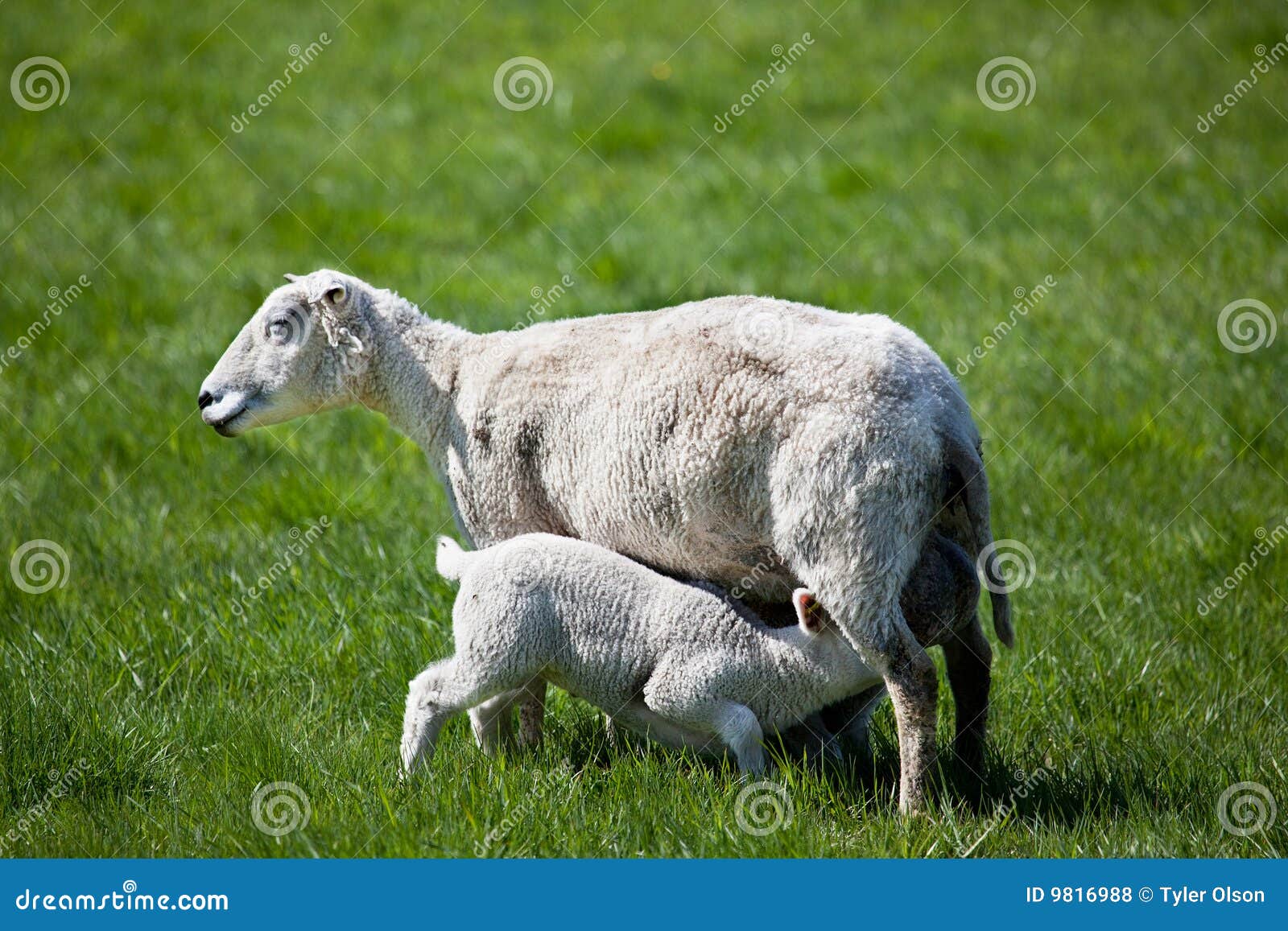 Nursing Lamb Royalty Free Stock Photos Image 9816988