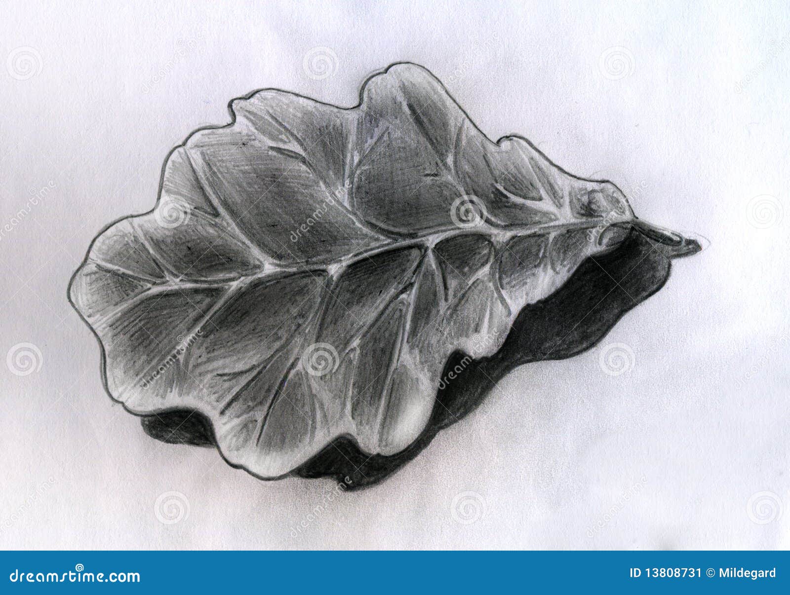 Oak Leaf - Sketch Stock Image - Image: 13808731