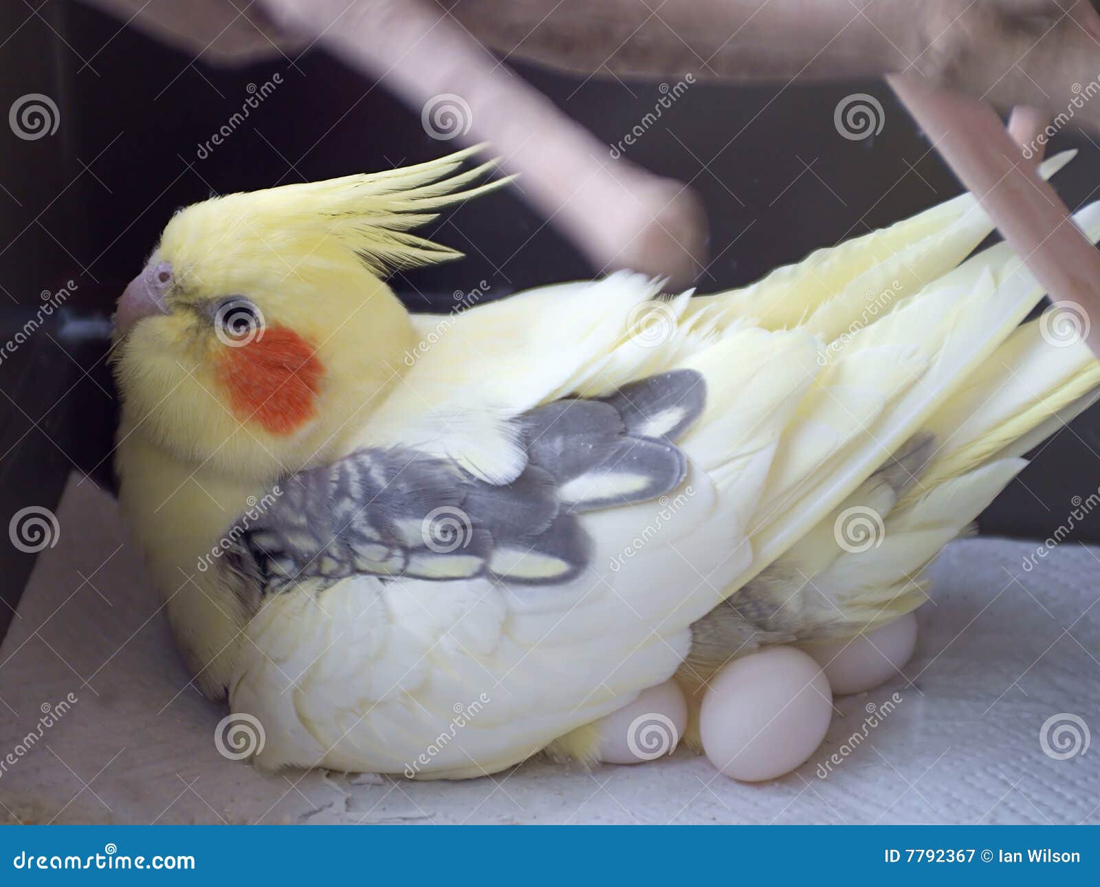 Incubation Time Cockatiel Eggs 21