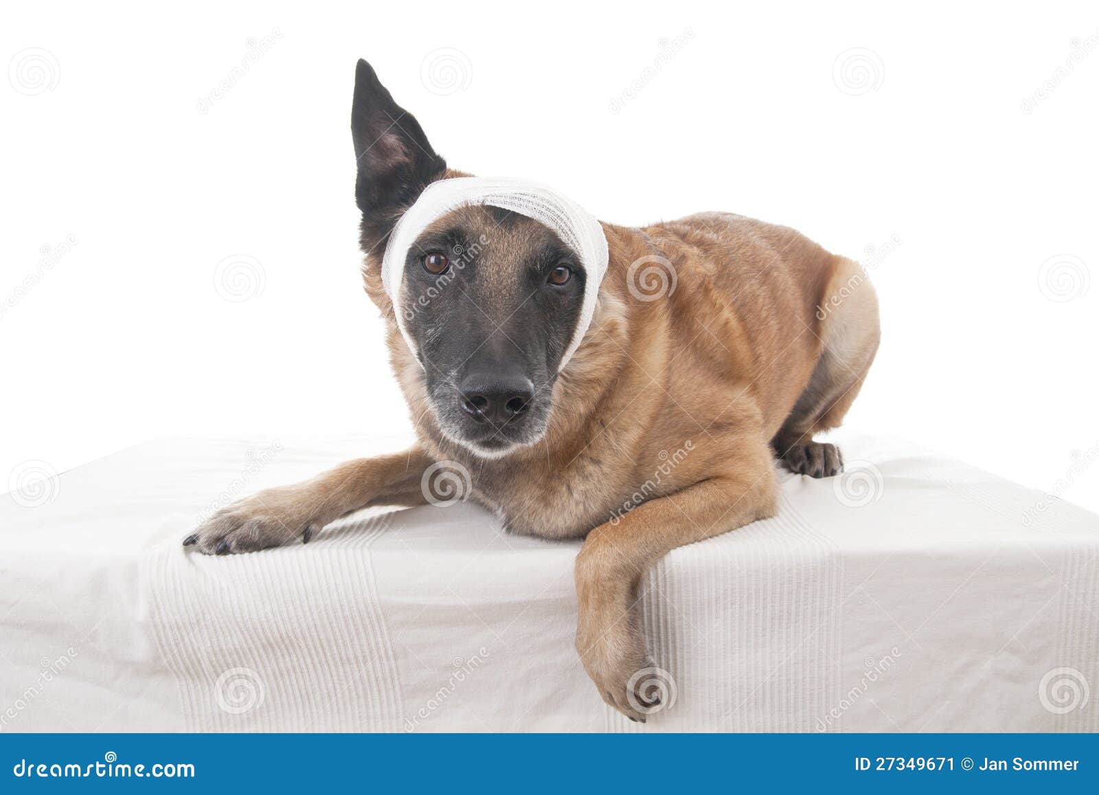 Ohr Oder Kopfverband Stockbild Bild 27349671