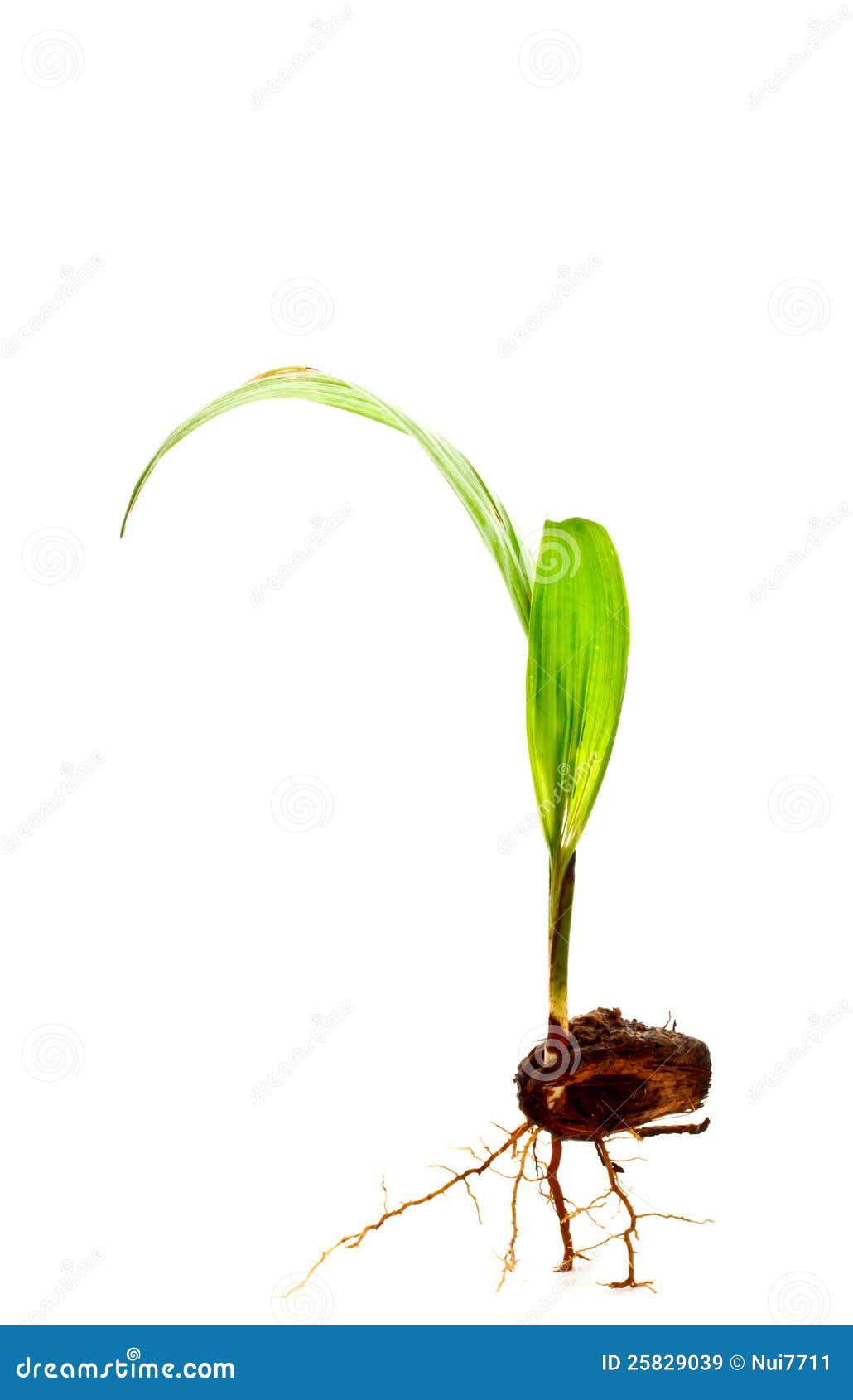 Oil Palm Sprout With R...