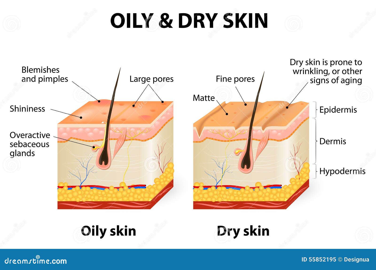 Skin Types versus Skin Conditions - Skin Care Magazine