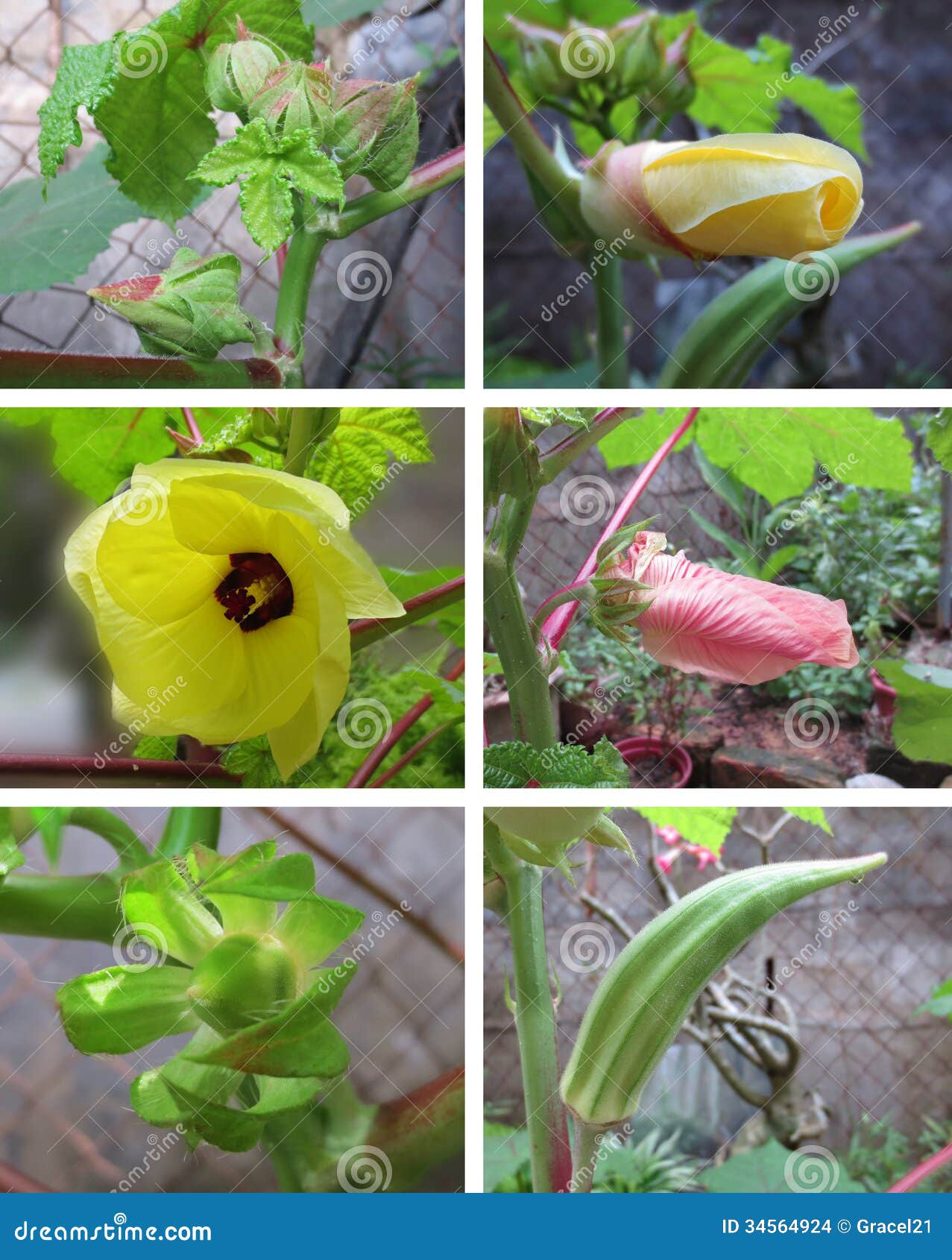 shop Plants of Central Asia: Plant Collections from China