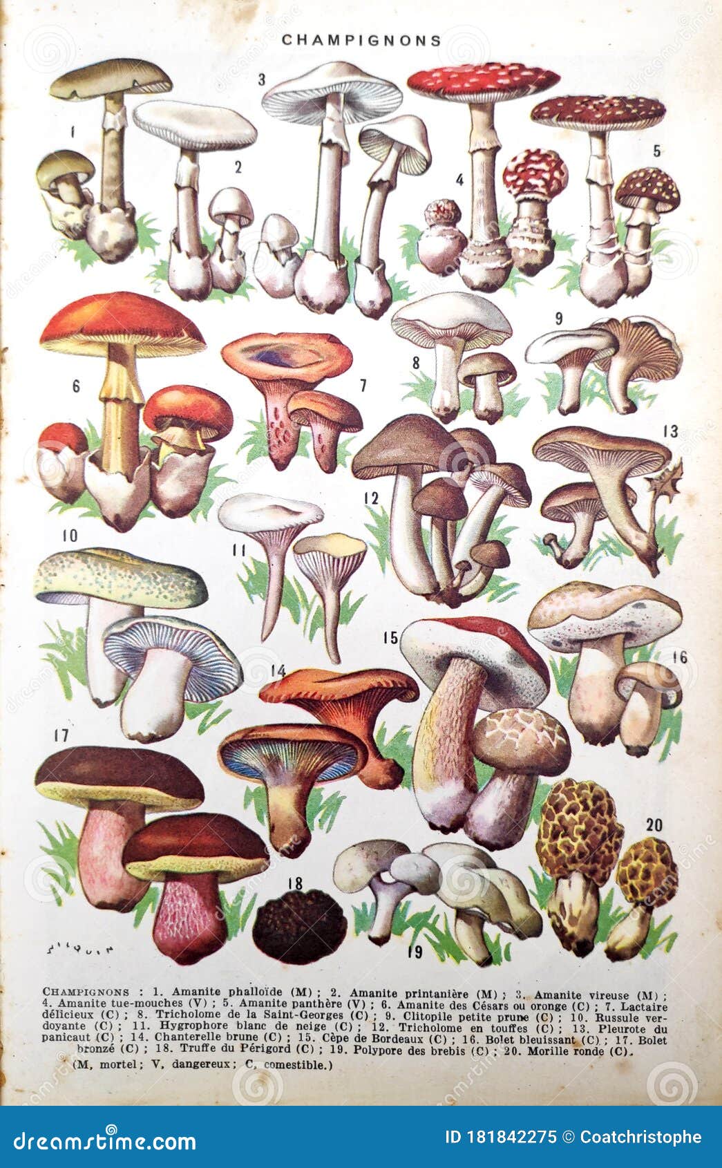 Old Illustration About Edible And Poisonous Mushrooms Stock Image