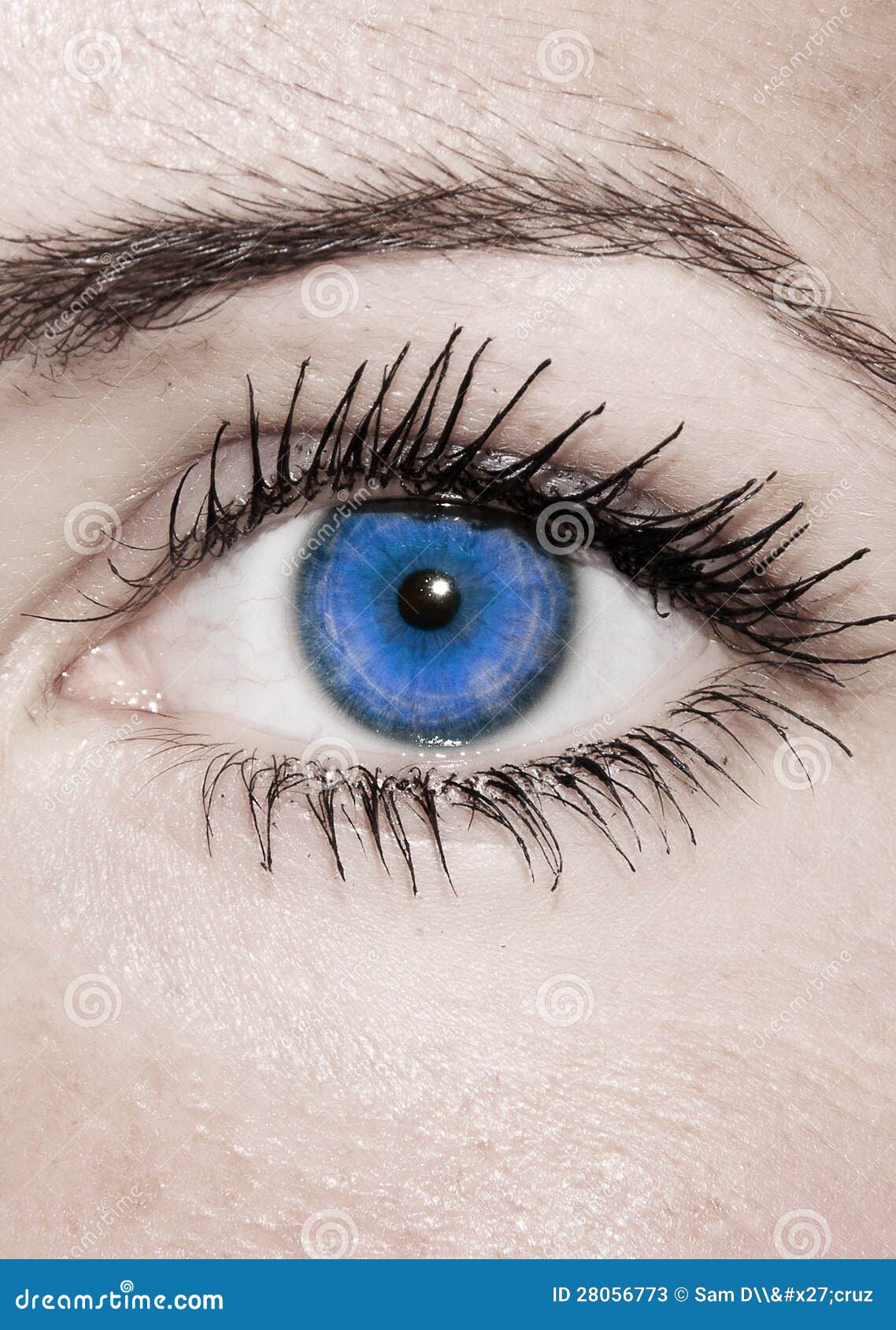 Olhos Azuis Bonitos Feminino Fotos De Stock Imagem 28056773