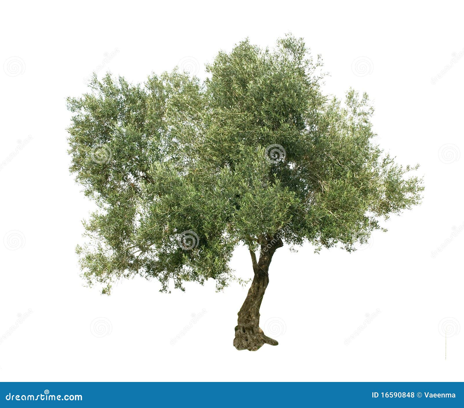clip art olive tree - photo #50