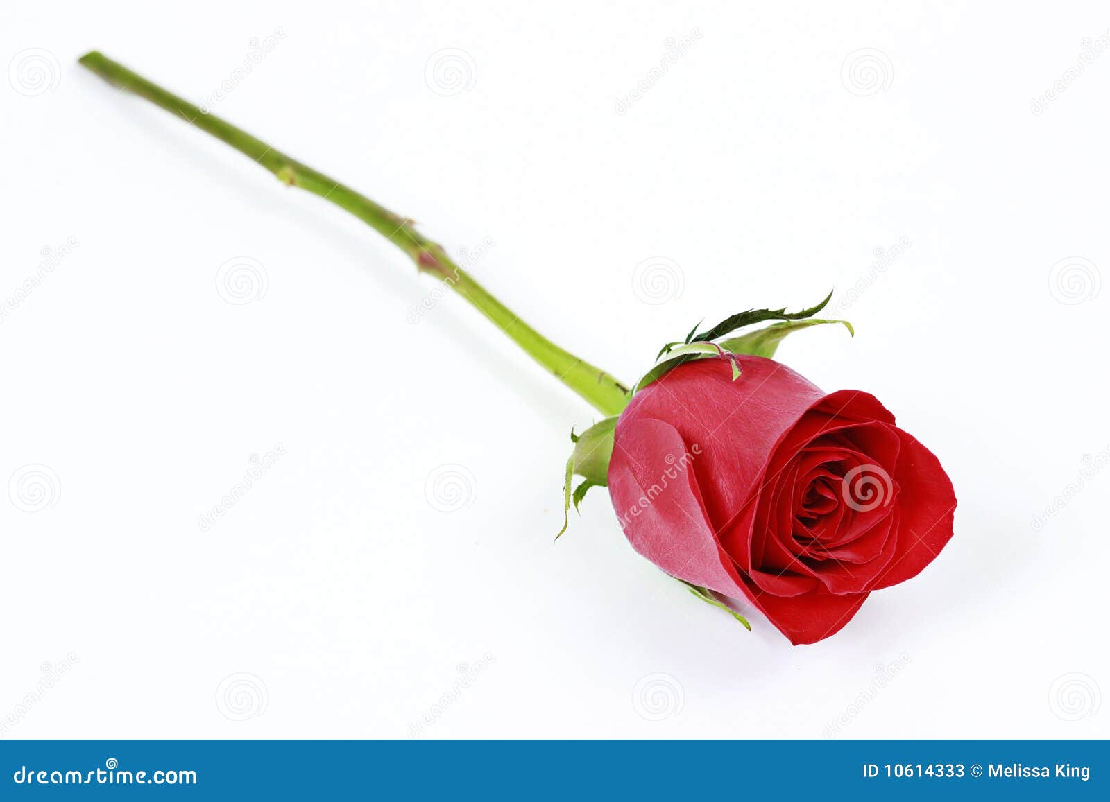 Red Rose With Stem