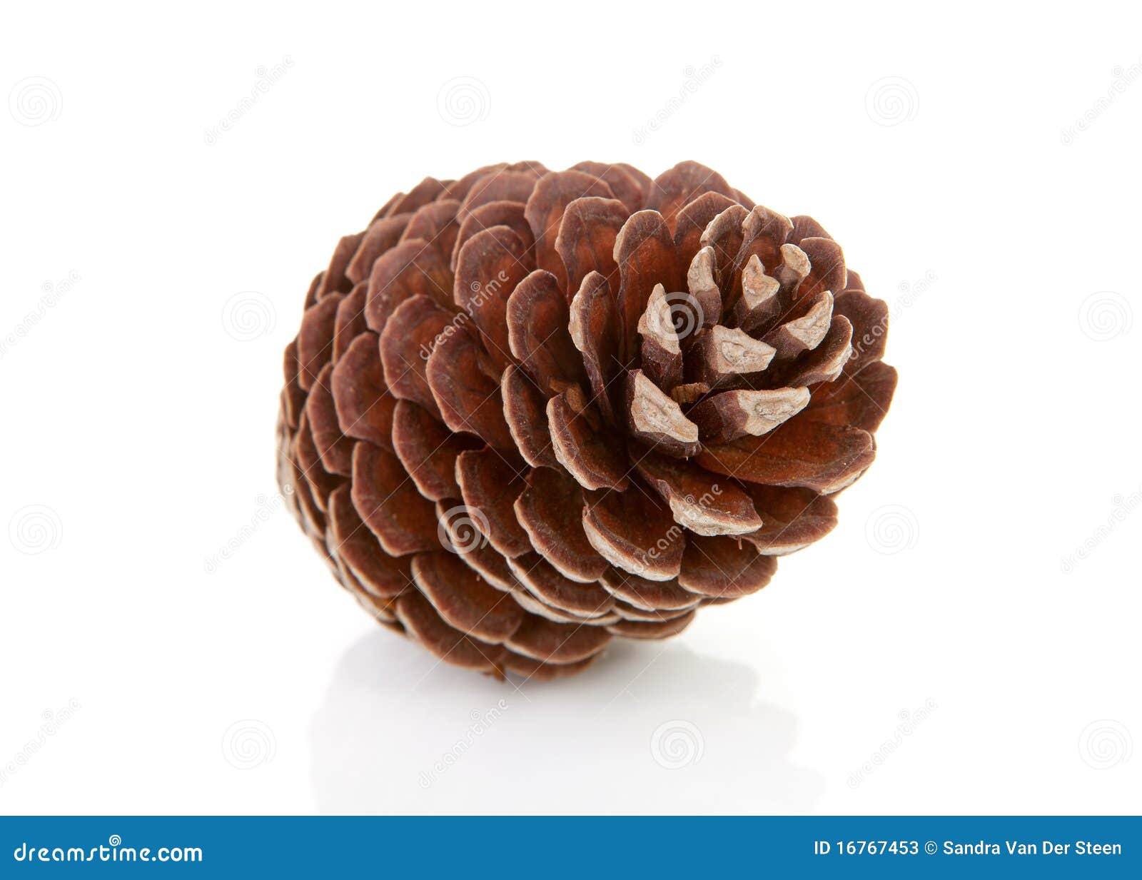 One Pine Cone Stock Photos Image 16767453