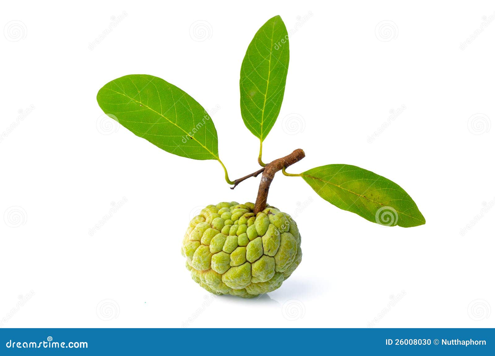 Sugarapple JungleKey.in Image