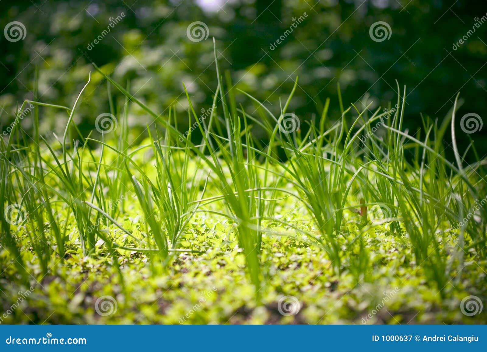 Onion Sprouts Royalty Free Stock Photography Image 1000637