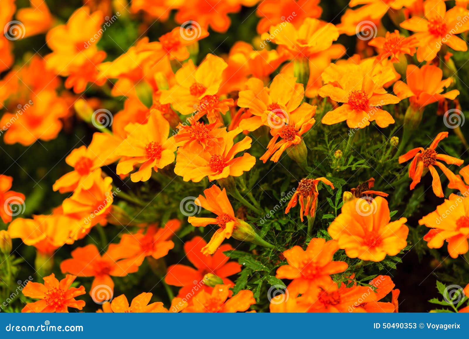 Orange Blumen Im Garten Frühling Oder Sommerhintergrund
