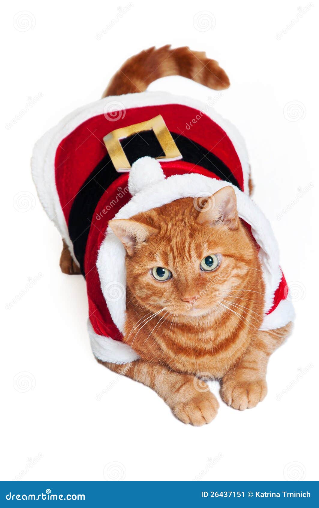  - orange-cat-red-white-santa-outfit-26437151